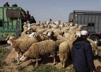 محاصرة “الشناقة”.. تفاصيل خطة الحكومة لضبط أسعار أضاحي العيد